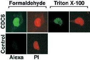 Immunohistochemistry (IHC) image for anti-Cell Division Cycle 6 Homolog (S. Cerevisiae) (CDC6) (AA 1-326) antibody (ABIN2451939)