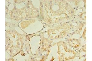 Immunohistochemistry of paraffin-embedded human kidney tissue using ABIN7161530 at dilution of 1:100 (NKIRAS1 anticorps  (AA 1-192))
