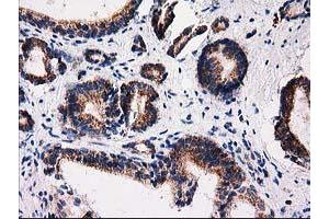 Image no. 6 for anti-Family with Sequence Similarity 127, Member C (FAM127C) antibody (ABIN1498197) (FAM127C anticorps)