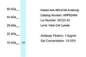 Western Blotting (WB) image for anti-NADH Dehydrogenase (Ubiquinone) 1 alpha Subcomplex, 6, 14kDa (NDUFA6) (C-Term) antibody (ABIN2789159)