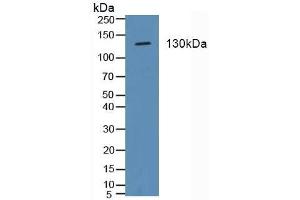 Detection of ITGa2 in Porcine Stomach Tissue using Polyclonal Antibody to Integrin Alpha 2 (ITGa2) (ITGA2 anticorps  (AA 170-361))