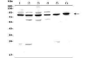Western blot analysis of PAF1 using anti-PAF1 antibody (ABIN7600333).