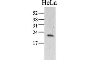 Image no. 2 for anti-Peptidylprolyl Isomerase C (Cyclophilin C) (PPIC) (AA 39-197) antibody (ABIN951768) (PPIC anticorps  (AA 39-197))