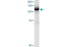 Immunoprecipitation of CBL transfected lysate using anti-CBL monoclonal antibody and Protein A Magnetic Bead , and immunoblotted with CBL monoclonal antibody. (CBL anticorps  (AA 736-835))