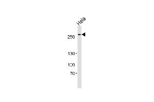 AHCTF1 antibody  (AA 1210-1260)