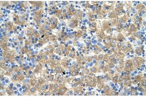 Human Liver (MARVELD3 anticorps  (Middle Region))
