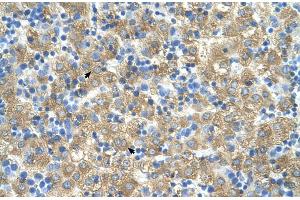 Human Liver (MARVELD3 anticorps  (Middle Region))