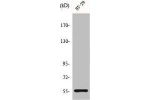 Western Blot analysis of HT29 cells using CYP2B6 Polyclonal Antibody (CYP2B6 anticorps  (Internal Region))