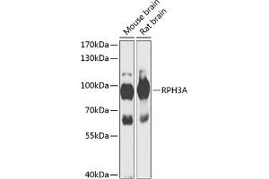 Western blot analysis of extracts of various cell lines, using RPH3A antibody (ABIN6128668, ABIN6147094, ABIN6147096 and ABIN6217639) at 1:1000 dilution. (RPH3A anticorps  (AA 1-280))