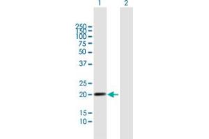 Western Blot analysis of LILRB2 expression in transfected 293T cell line by LILRB2 MaxPab polyclonal antibody.