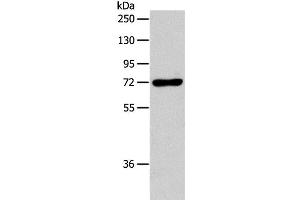 Western Blot analysis of RAW264. (IL18RAP anticorps)