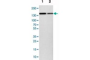 Western blot analysis of cell lysates with KIAA0355 polyclonal antibody  at 1:250-1:500 dilution. (KIAA0355 anticorps)