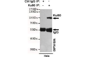 Immunoprecipitation analysis of Hela cell lysates using Ku80 mouse mAb. (XRCC5 anticorps)