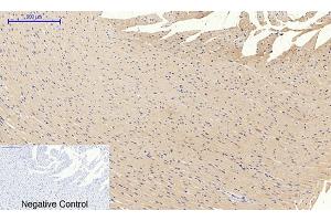 Immunohistochemical analysis of paraffin-embedded rat heart tissue.