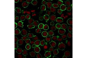 Immunofluorescence Analysis of K562 cells labeling CD43 with CD43 Mouse Recombinant Monoclonal Antibody (rSPN/839) followed by Goat anti-Mouse IgG-CF488 (Green).