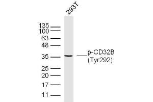 Human 293T cells probed with CD32B(Tyr292) Polyclonal Antibody, unconjugated  at 1:300 overnight at 4°C followed by a conjugated secondary antibody at 1:10000 for 90 minutes at 37°C. (FCGR2B anticorps  (pTyr292))