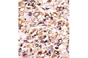 Image no. 1 for anti-Extra Spindle Poles Like 1 (ESPL1) (pSer1126) antibody (ABIN358223)