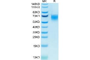 Biotinylated Human CD200 R1 on Tris-Bis PAGE under reduced condition.