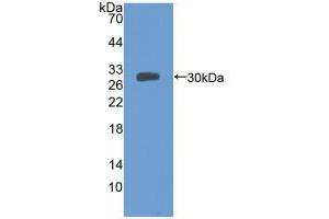 Western blot analysis of recombinant Mouse MFGE8. (MFGE8 anticorps  (AA 159-417))