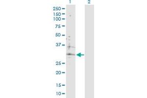 Western Blot analysis of ATP6V0B expression in transfected 293T cell line by ATP6V0B MaxPab polyclonal antibody.