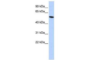 ZNF572 antibody used at 1. (ZNF572 anticorps  (Middle Region))