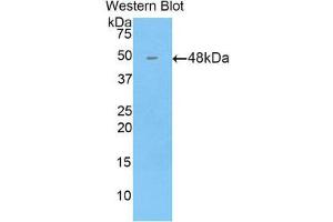 Western Blotting (WB) image for anti-Bone Morphogenetic Protein 4 (BMP4) (AA 25-201) antibody (ABIN1858157) (BMP4 anticorps  (AA 25-201))