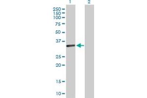 Western Blot analysis of CENPP expression in transfected 293T cell line by CENPP MaxPab polyclonal antibody. (CENPP anticorps  (AA 1-288))