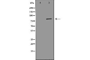 Western blot analysis of Hela whole cell lysates, using MCM7 Antibody. (MCM7 anticorps  (Internal Region))