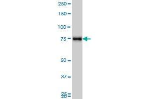 MARCH7 monoclonal antibody (M01), clone 2B9 Western Blot analysis of MARCH7expression in K-562 .