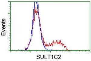 HEK293T cells transfected with either RC202775 overexpress plasmid (Red) or empty vector control plasmid (Blue) were immunostained by anti-SULT1C2 antibody (ABIN2454410), and then analyzed by flow cytometry. (SULT1C2 anticorps)