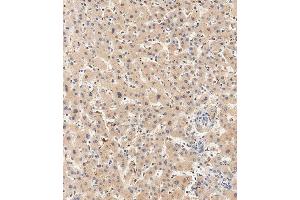Immunohistochemical analysis of paraffin-embedded human liver tissue using (ABIN388904 and ABIN2839189) performed on the Leica® BOND RXm.