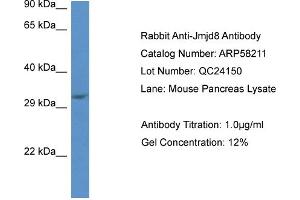 Western Blotting (WB) image for anti-Jumonji Domain Containing 8 (JMJD8) (C-Term) antibody (ABIN2787593) (JMJD8 anticorps  (C-Term))