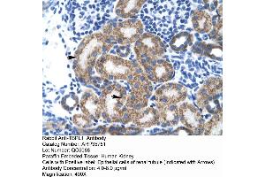 Human kidney (TBPL1 anticorps  (Middle Region))