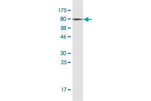 Western Blot detection against Immunogen (75.