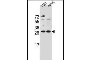 HMG1L10 Antibody (N-term) (ABIN656128 and ABIN2845469) western blot analysis in K562,Jurkat cell line lysates (35 μg/lane). (HMG1L10 anticorps  (N-Term))