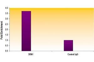 PARP-1 C-terminal antibody tested by ChIP analysis.