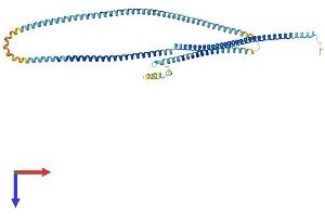 AlphaFold protein structure predicition of Human Recombinant MNS1 Protein, UniprotID Q8NEH6