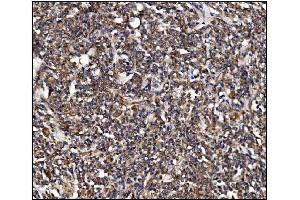 IHC analysis of POGLUT1 using anti-POGLUT1 antibody (ABIN7602910). (POGLUT1 anticorps  (C-Term))