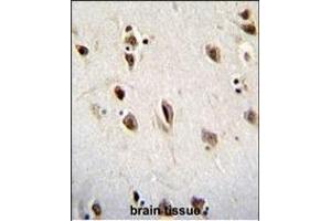 MSI1 Antibody (N-term) (ABIN655905 and ABIN2845305) immunohistochemistry analysis in formalin fixed and paraffin embedded human brain tissue followed by peroxidase conjugation of the secondary antibody and DAB staining. (MSI1 anticorps  (N-Term))