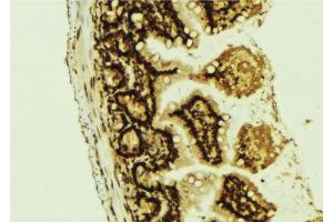 ABIN6267159 at 1/100 staining Mouse colon tissue by IHC-P. (PLK1 anticorps  (pThr210))