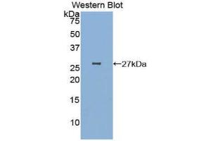 Western Blotting (WB) image for anti-Poliovirus Receptor-Related 2 (Herpesvirus Entry Mediator B) (PVRL2) (AA 83-291) antibody (ABIN1860376) (PVRL2 anticorps  (AA 83-291))