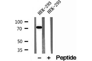Western blot analysis of extracts of HEK-293 cells, using ACSL4/FACL4 antibody. (ACSL4 anticorps  (N-Term))