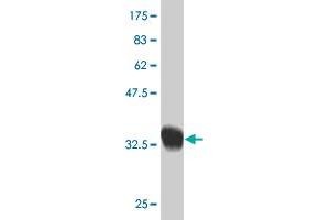 Western Blot detection against Immunogen (32. (SCAND2 anticorps  (AA 1-62))