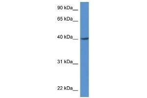 Western Blot showing Zdhhc11 antibody used at a concentration of 1. (ZDHHC11 anticorps  (Middle Region))