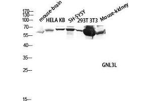 Western Blot (WB) analysis of Mouse Brain HeLa KB SH-SY5Y 293T 3T3 Mouse Kidney lysis using GNL3L antibody.