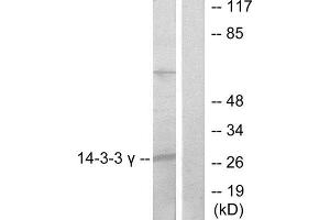 Western Blotting (WB) image for anti-14-3-3 gamma (YWHAG1) (Internal Region) antibody (ABIN1850146) (14-3-3 gamma anticorps  (Internal Region))
