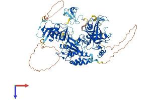 AlphaFold protein structure predicition of Human Recombinant UHRF2 Protein, UniprotID Q96PU4