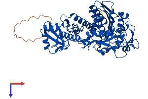 AlphaFold protein structure predicition of Human Recombinant LAP3 Protein, UniprotID P28838