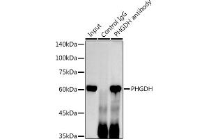 Immunoprecipitation analysis of 300 μg extracts of HeLa cells using 3 μg PHGDH antibody (ABIN6132486, ABIN6145554, ABIN6145555 and ABIN6214726). (PHGDH anticorps  (AA 264-533))