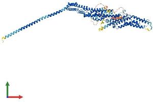 AlphaFold protein structure predicition of Mouse Recombinant Exoc7 Protein, UniprotID O35250